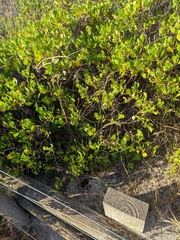 Rytidosperma caespitosum