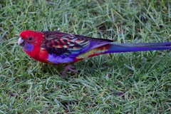 Platycercus elegans × eximius