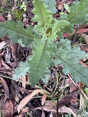 Senecio picridioides