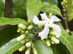 Tabernaemontana ventricosa