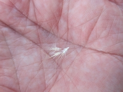 Rytidosperma caespitosum