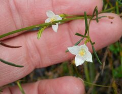 Boronia pilosa