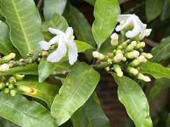 Tabernaemontana ventricosa