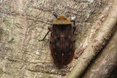 Penthicodes atomaria