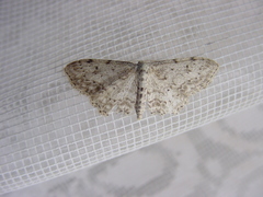 Idaea incisaria