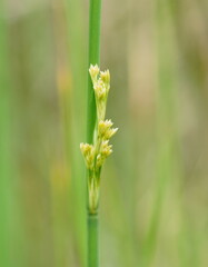 Juncus pallidus