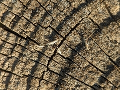 Rytidosperma caespitosum