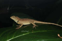 Calotes emma
