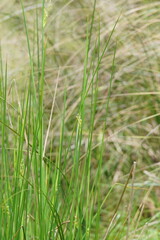 Juncus pallidus