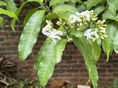 Tabernaemontana ventricosa