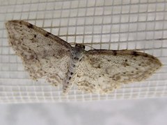 Idaea incisaria
