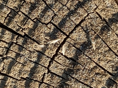 Rytidosperma caespitosum