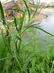 Jacobaea paludosa paludosa