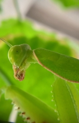 Rhombomantis tectiformis