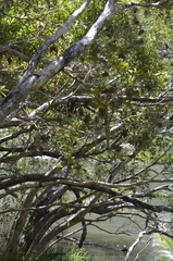 Tristaniopsis laurina