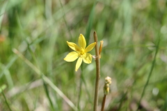 Bulbine bulbosa