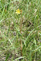 Bulbine bulbosa