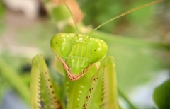 Rhombomantis tectiformis