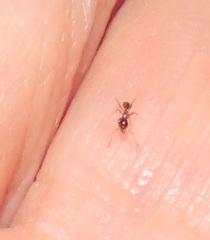 Pheidole megacephala