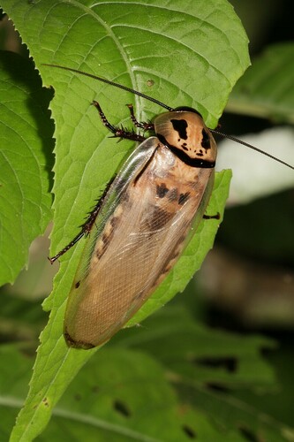 Trinidad bat-cave roach photo 5