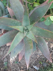 Aloe