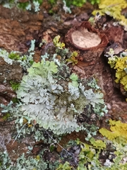 Phaeophyscia orbicularis