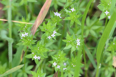 Sherardia arvensis