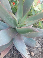 Aloe