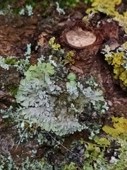 Phaeophyscia orbicularis