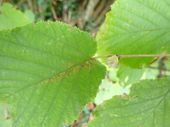 Phytoptus avellanae