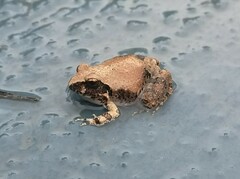 Tomopterna natalensis