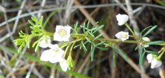 Boronia pilosa