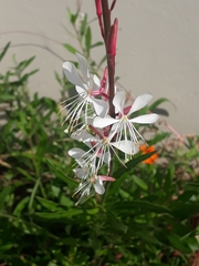 Oenothera lindheimeri