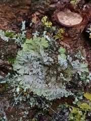 Phaeophyscia orbicularis
