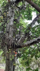 Ficus