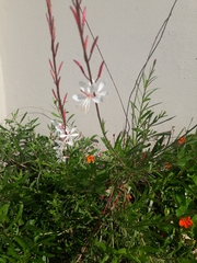 Oenothera lindheimeri