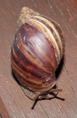Lissachatina immaculata