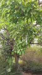 Ficus