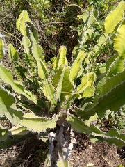 Euphorbia candelabrum
