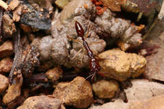 Odontomachus rixosus