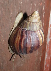 Lissachatina immaculata