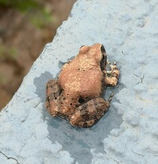 Tomopterna natalensis