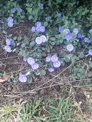 Convolvulus sabatius