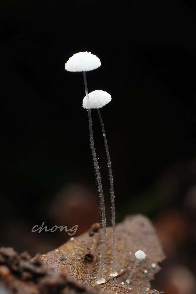 Mycena sect. Amparoina