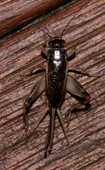 Teleogryllus commodus