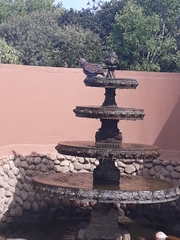 Columba guinea