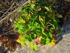 Pelargonium australe