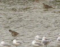 Limosa lapponica