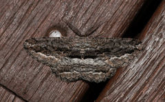 Scioglyptis canescaria