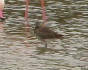Limosa lapponica
